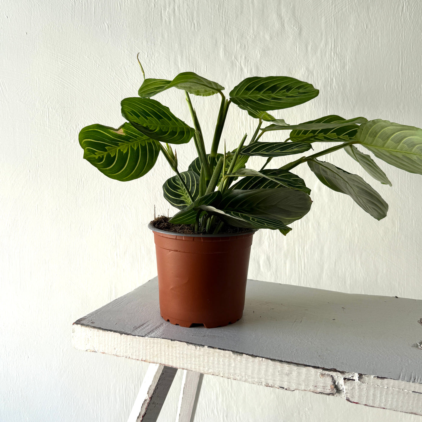 Large Maranta 'Lemon and Lime Prayer Plant'