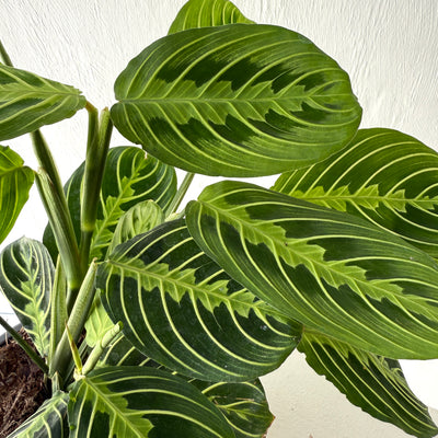 Large Maranta 'Lemon and Lime Prayer Plant'