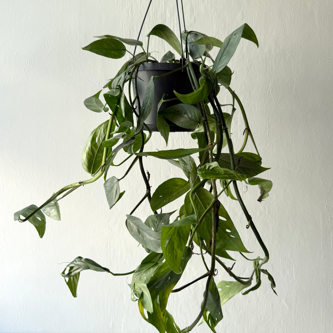 Large Hanging Epipremnum Aureum Pinnatum Cebu Bleu 'Blue Pothos'