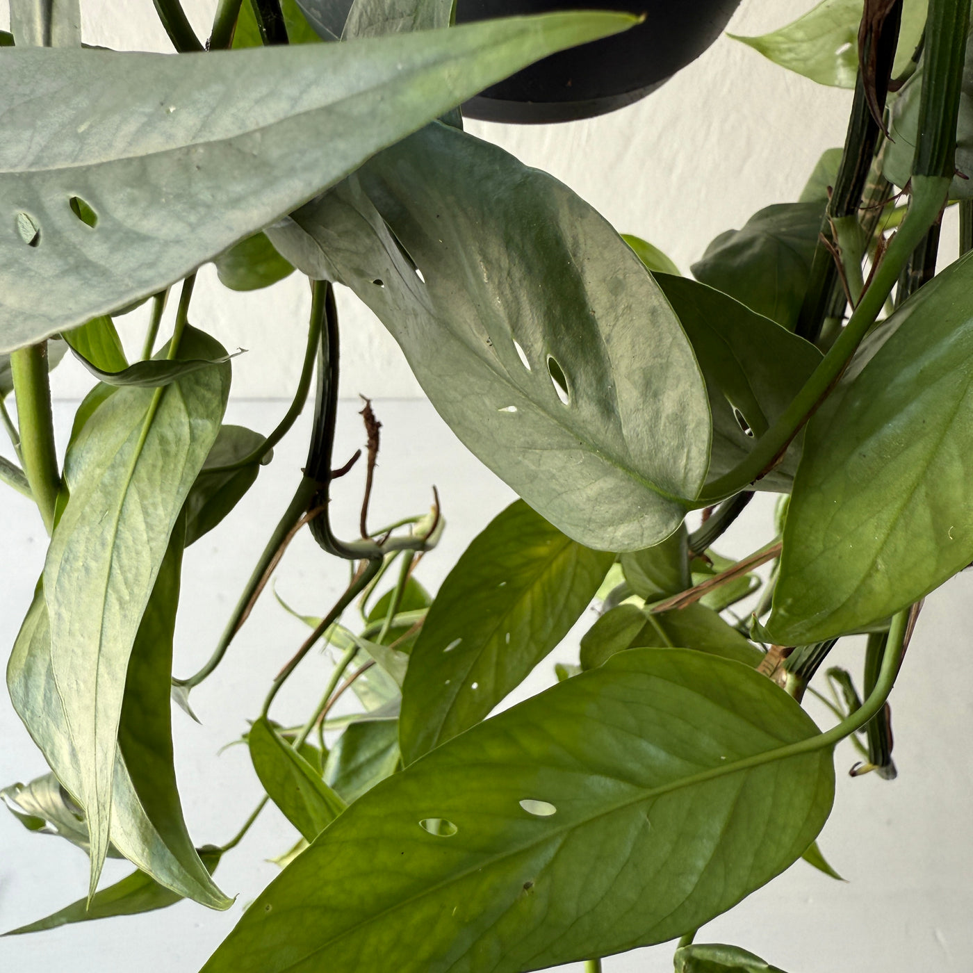 Large Hanging Epipremnum Aureum Pinnatum Cebu Bleu 'Blue Pothos'
