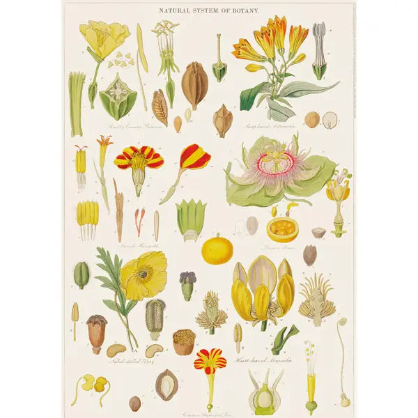 Botany Wrapping Paper