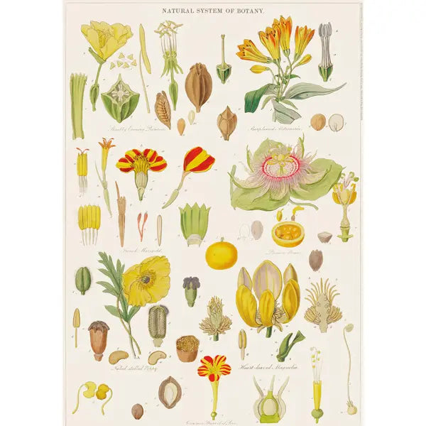 Botany Wrapping Paper