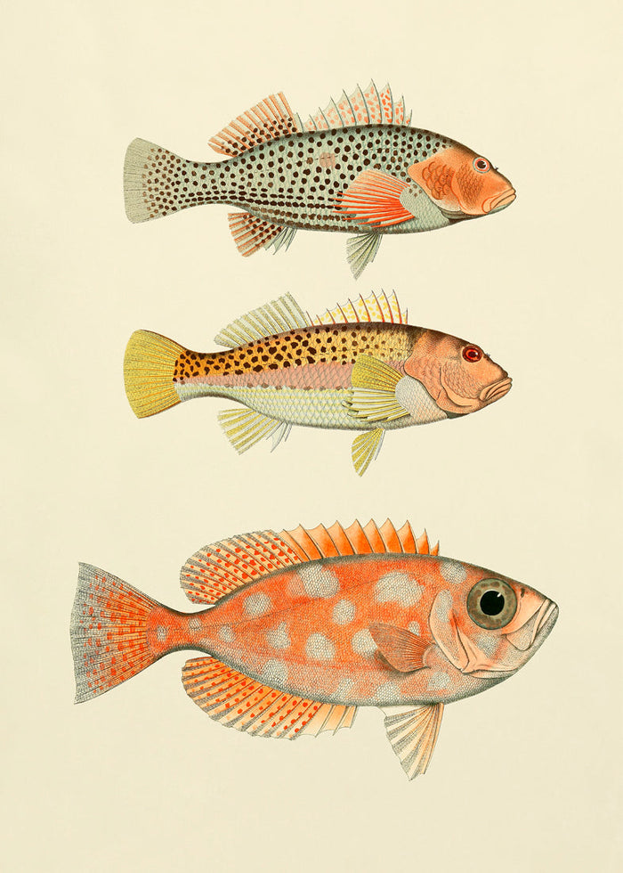 A Collection of Fish Print - 30 x 40cm – Berylune