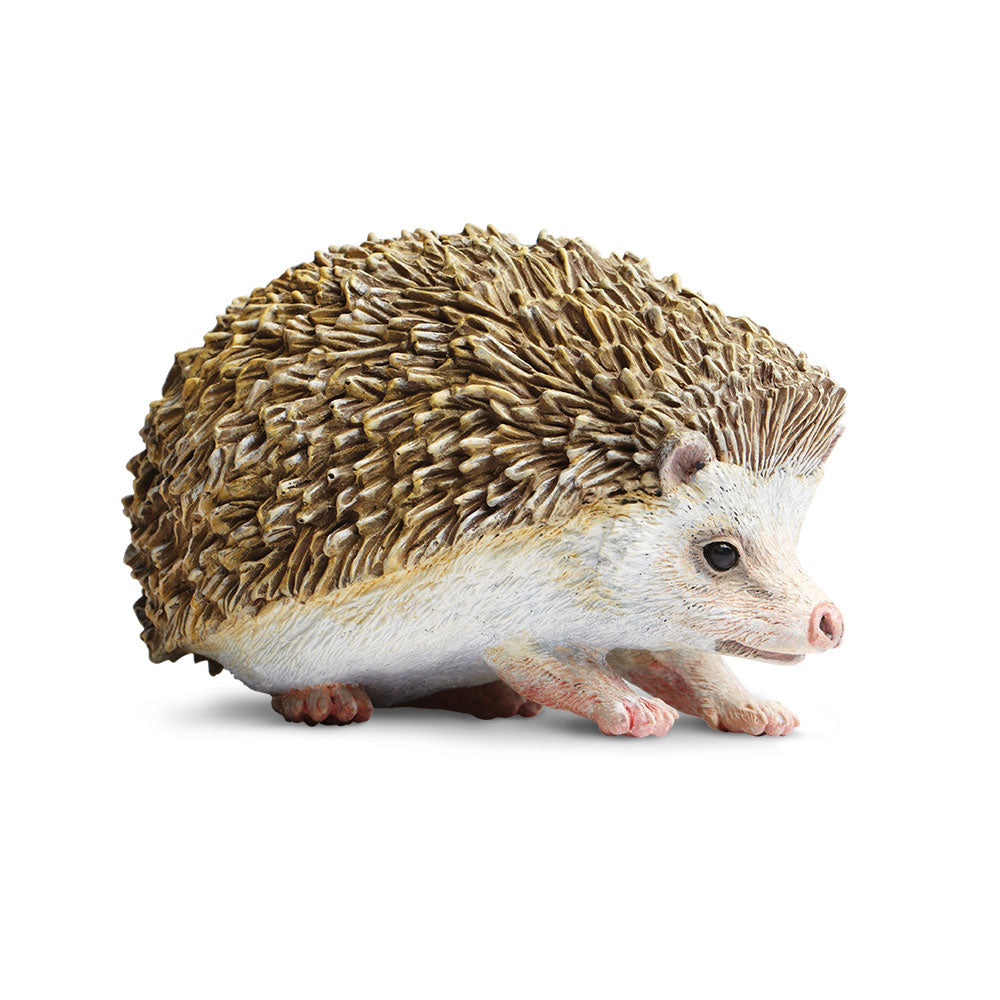 Actual Size Baby Hedgehog