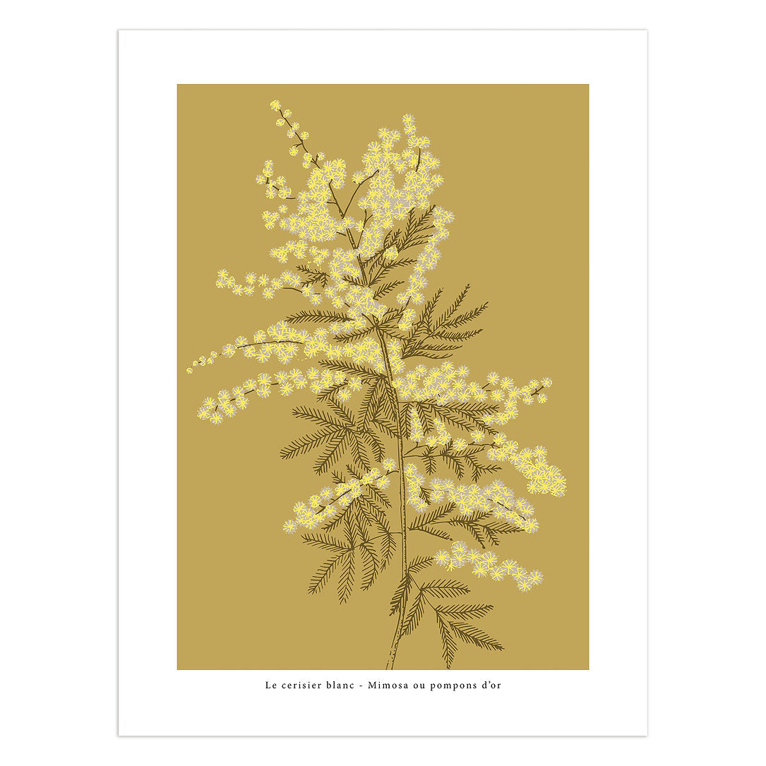 Mimosa Print - 30 x 40cm