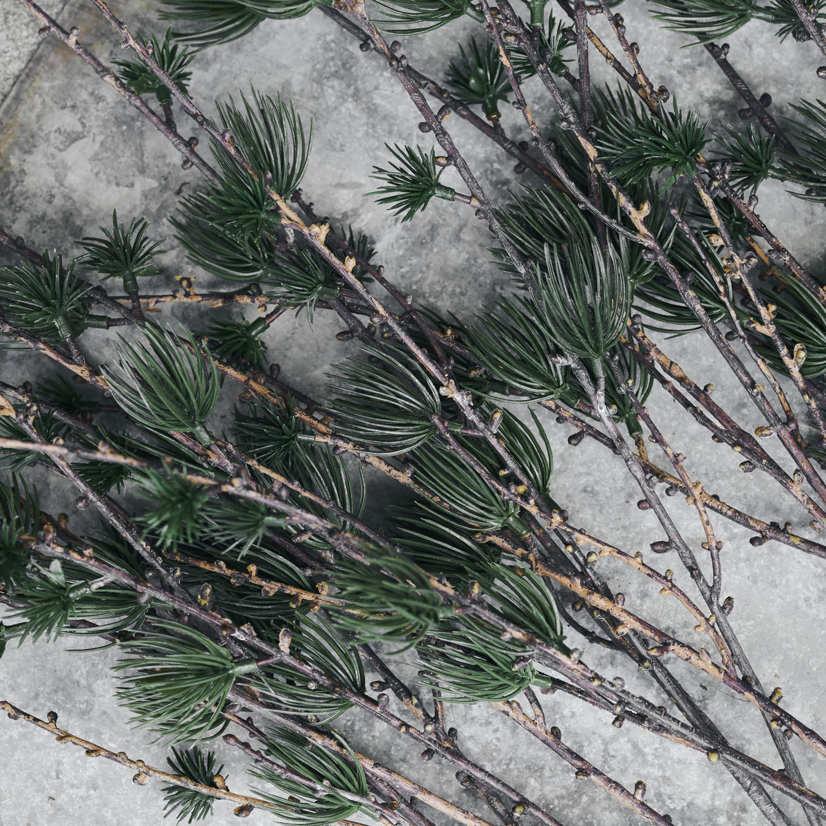 Large Larch Branch