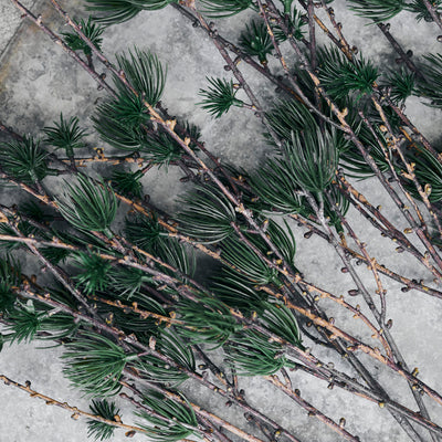 Large Larch Branch