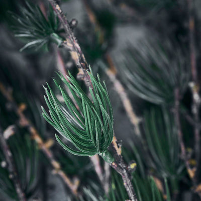 Large Larch Branch