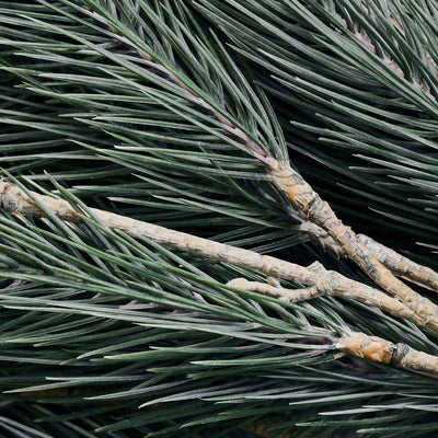 Large Pine Branch