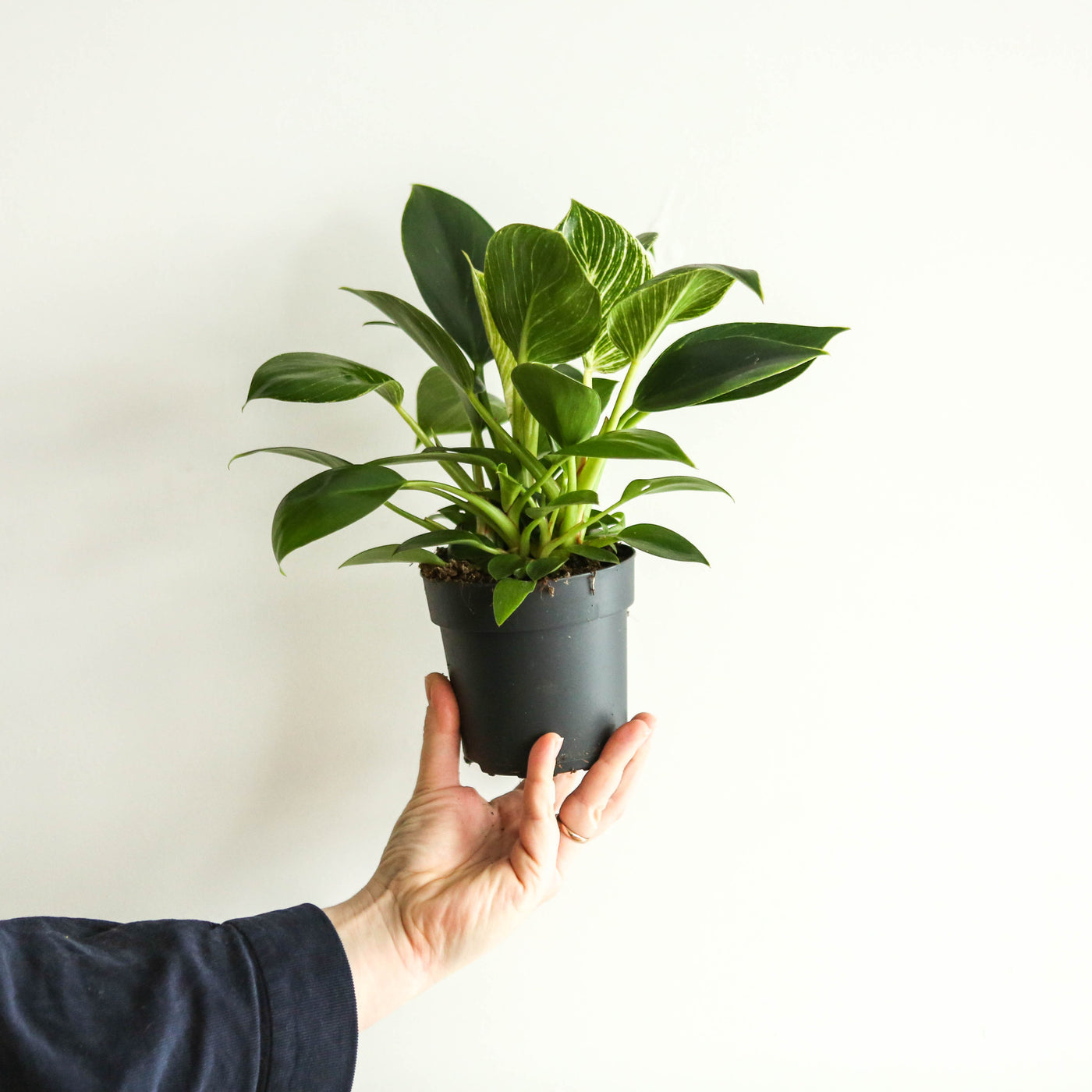 Philodendron 'White Wave'