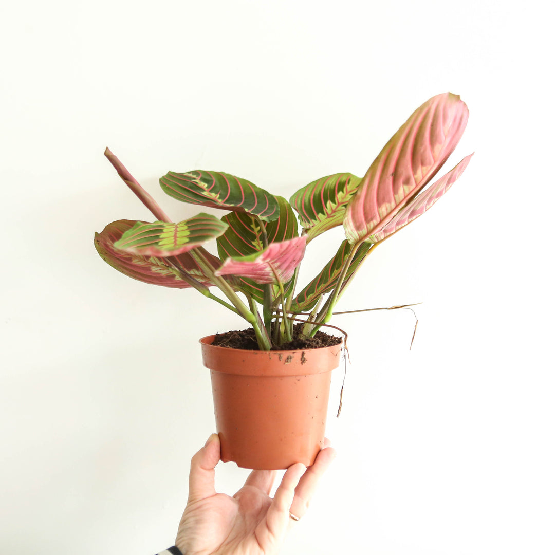 prayer plant fascinator Maranta Fascinator 'Prayer Plant' – Berylune