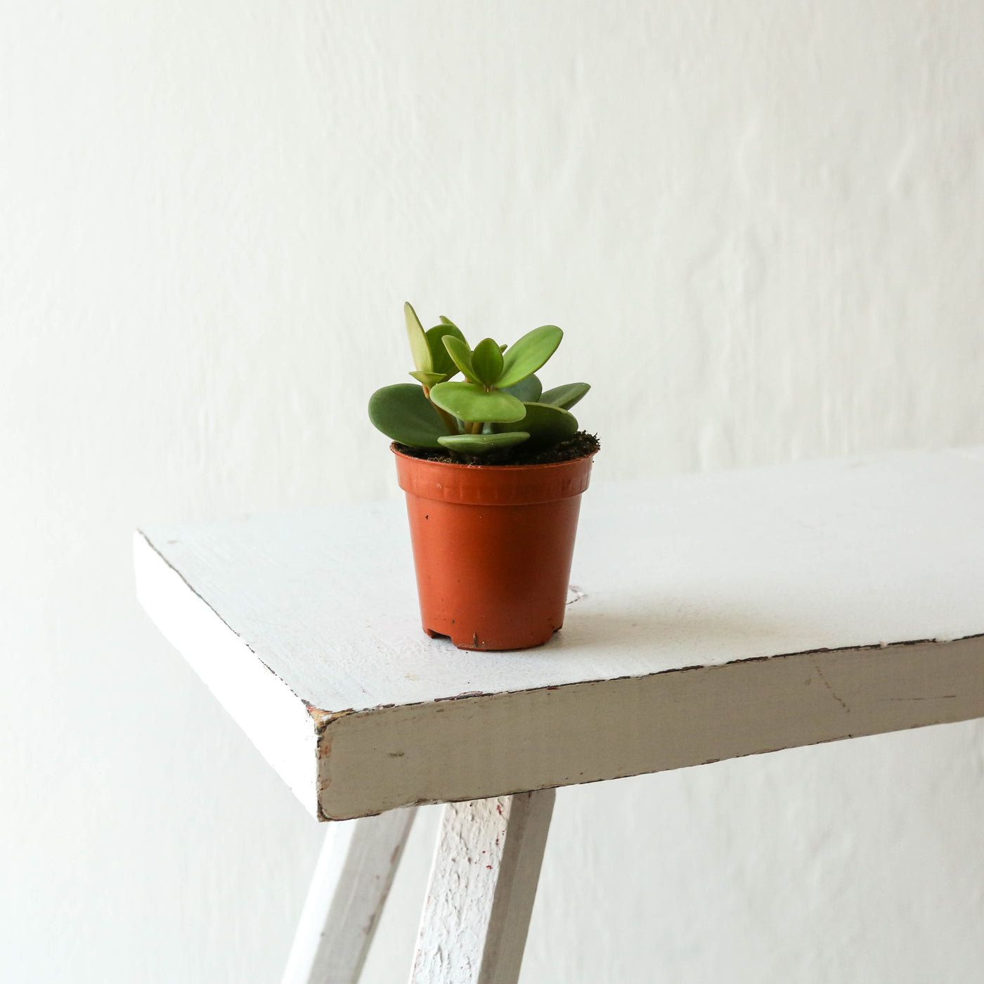 Mini Peperomia 'Hope'