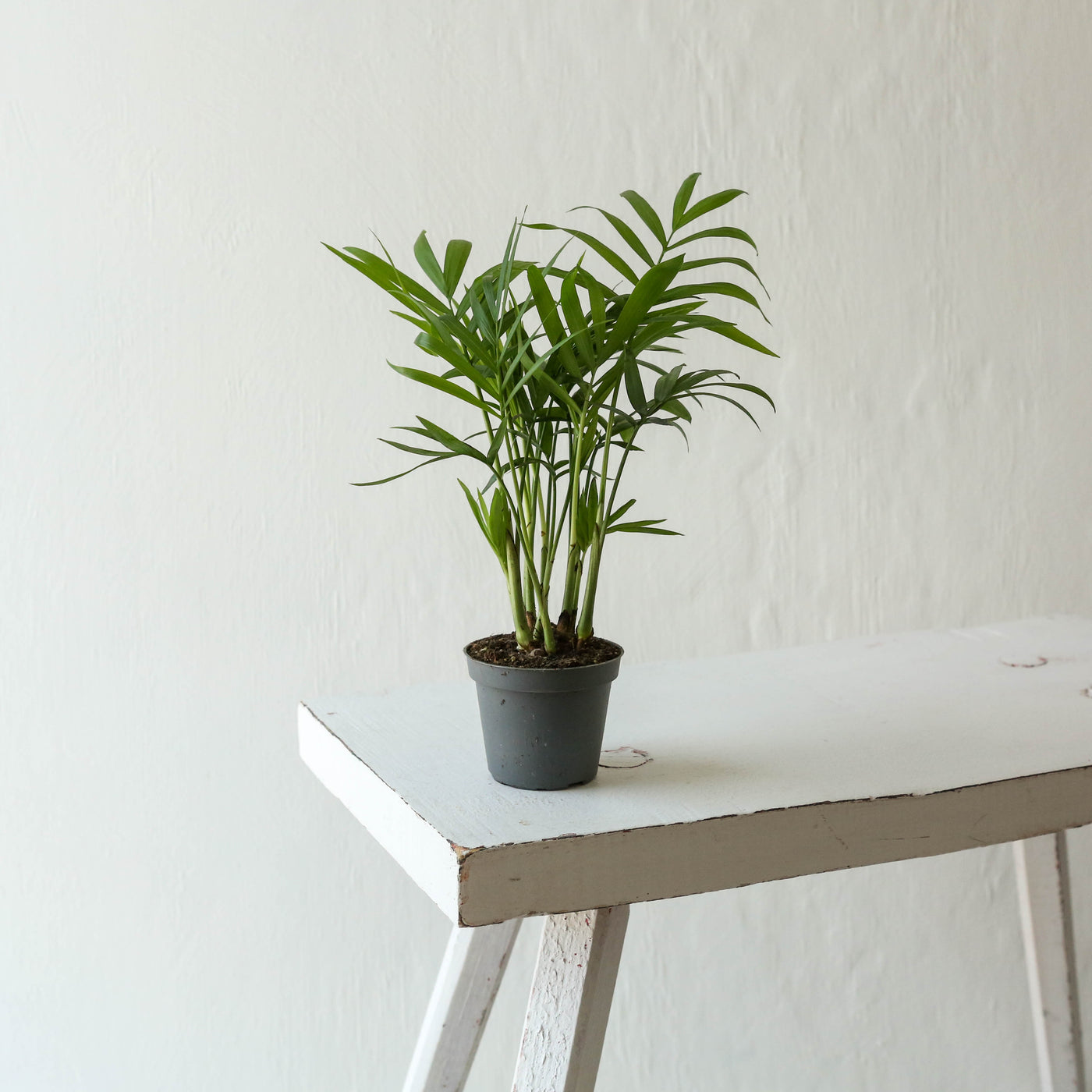 Mini Chamaedorea Elegans 'Parlour Palm'
