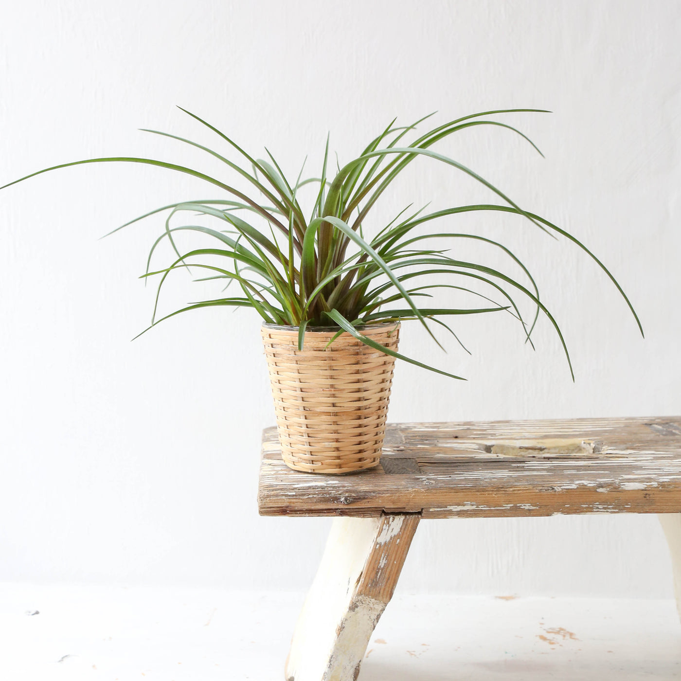 Rattan Covered Planter
