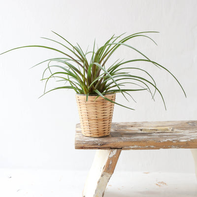 Rattan Covered Planter
