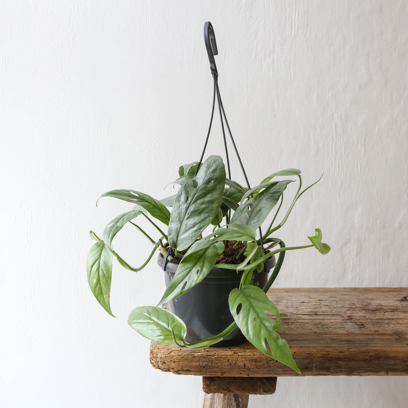 Hanging Epipremnum Aureum Pinnatum Cebu Bleu 'Blue Pothos'