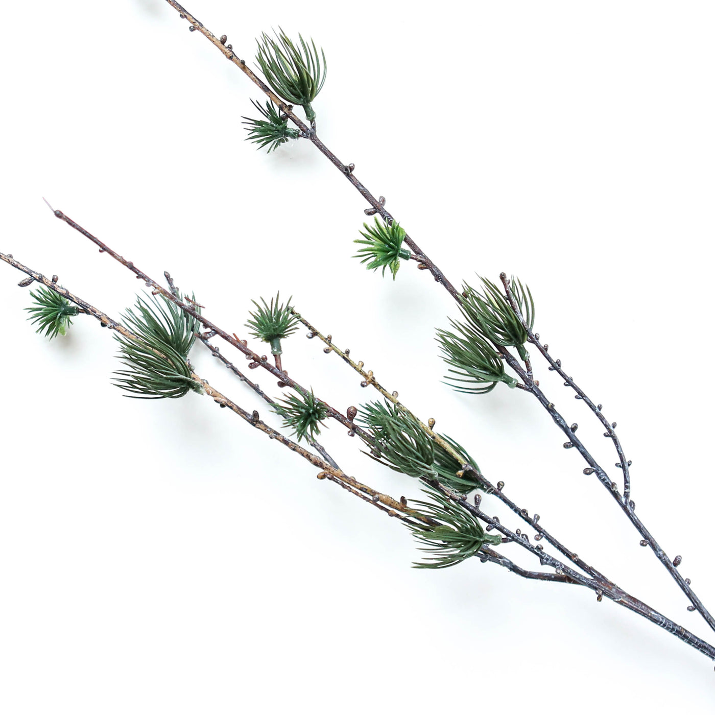 Large Larch Branch