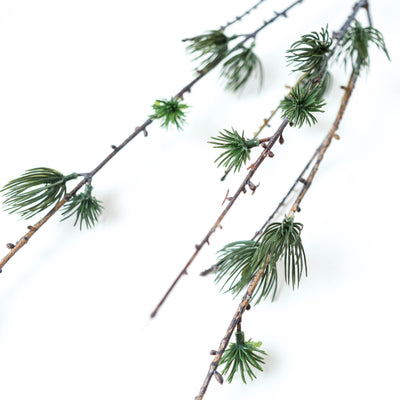 Large Larch Branch