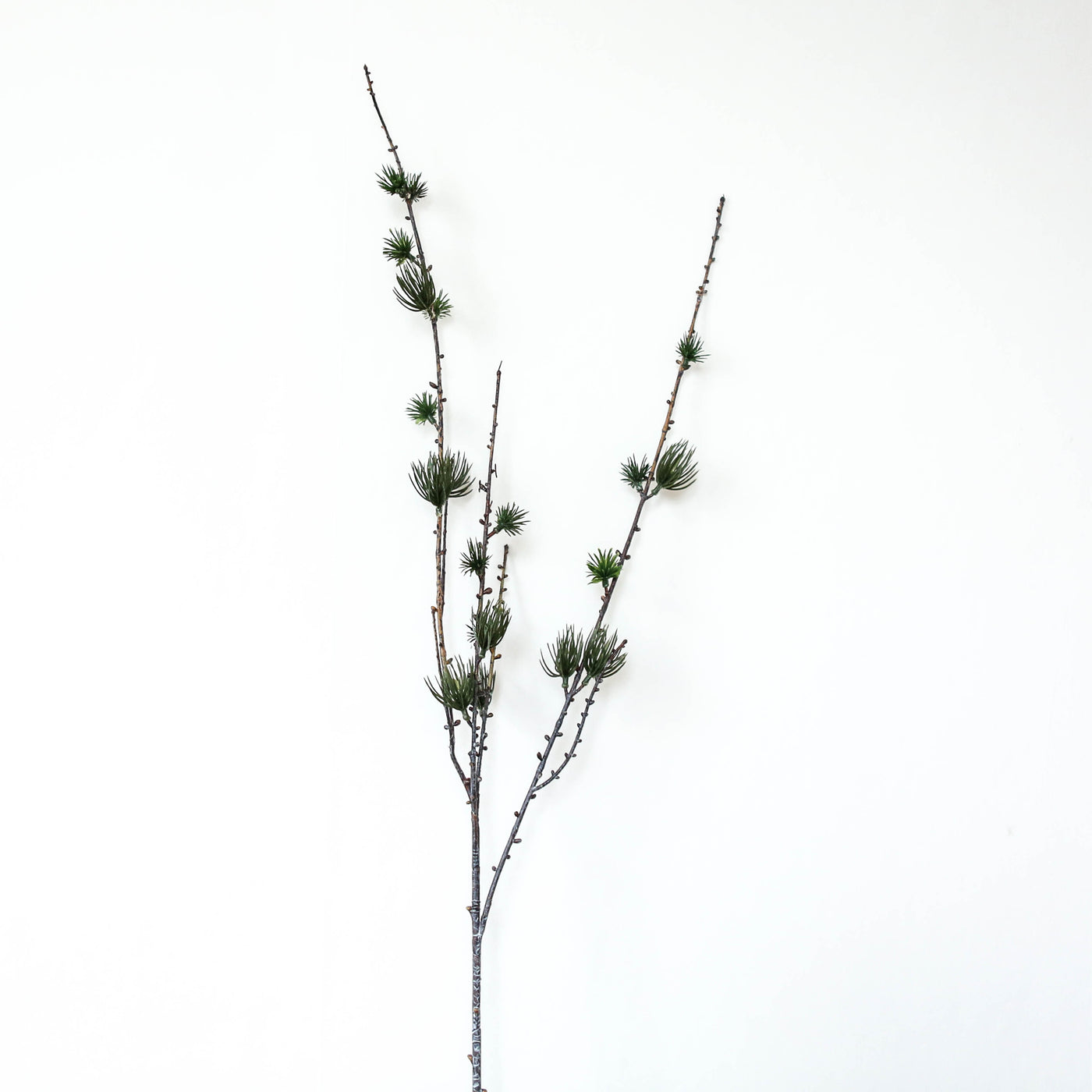 Large Larch Branch