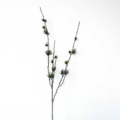 Large Larch Branch
