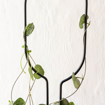 Mini Black Plant Stake - Hoop