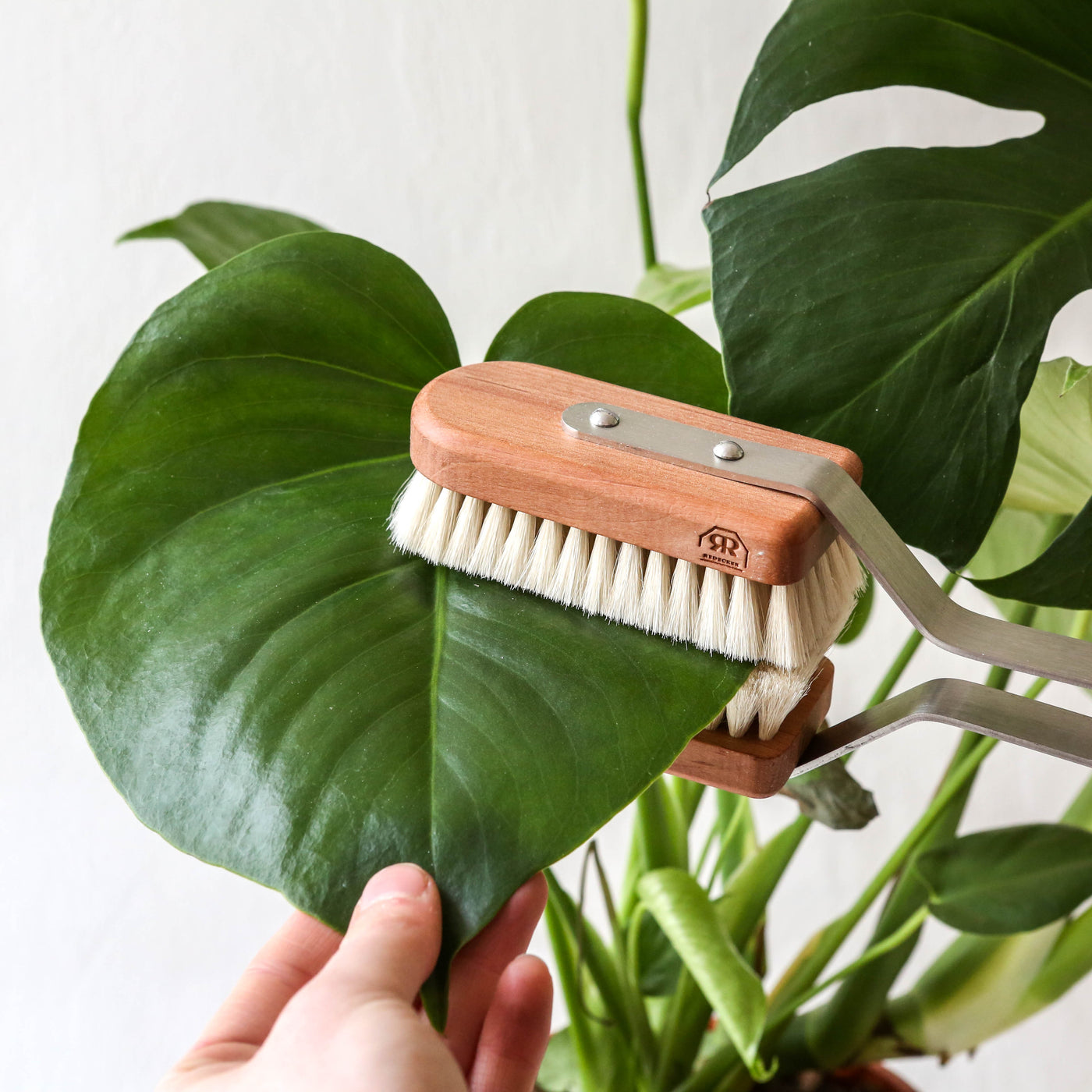 indoor plant leaf brush Plant Leaf Brush – Berylune