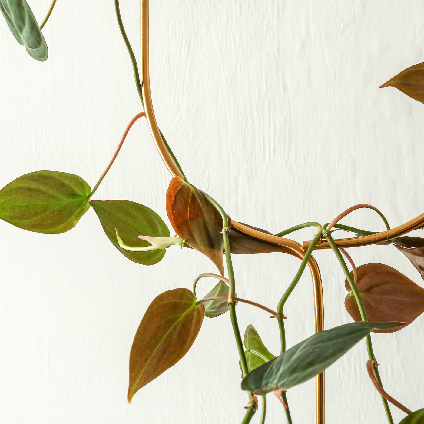 Golden Plant Stake - Arch