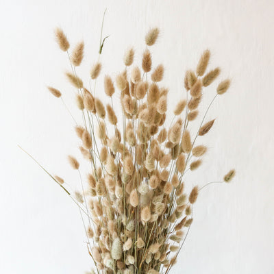 Dried British Lagurus