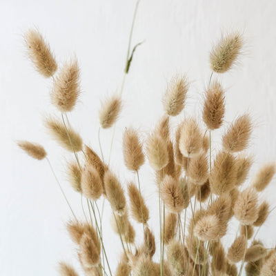 Dried British Lagurus