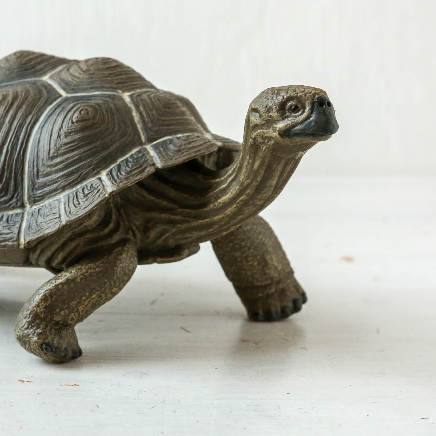Giant Tortoise