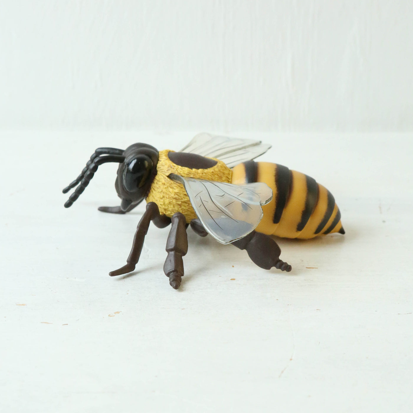 Giant Honey Bee