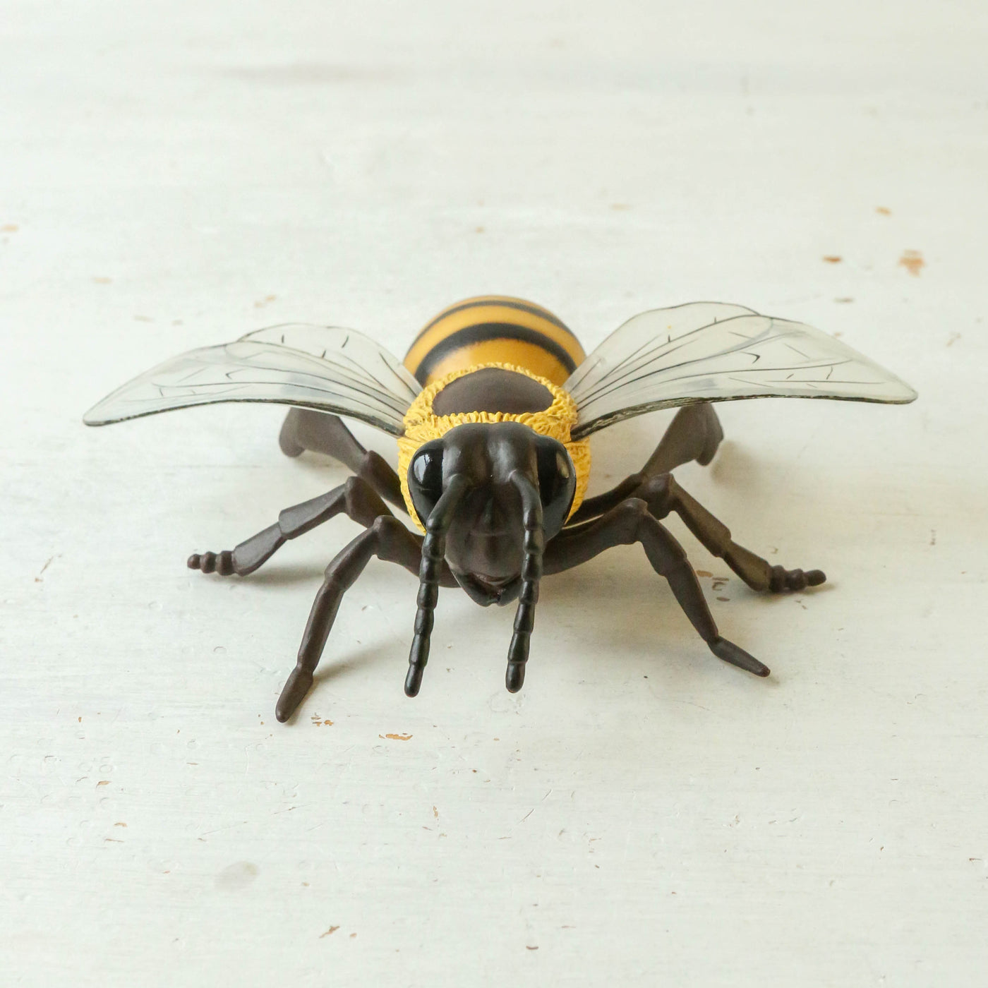 Giant Honey Bee