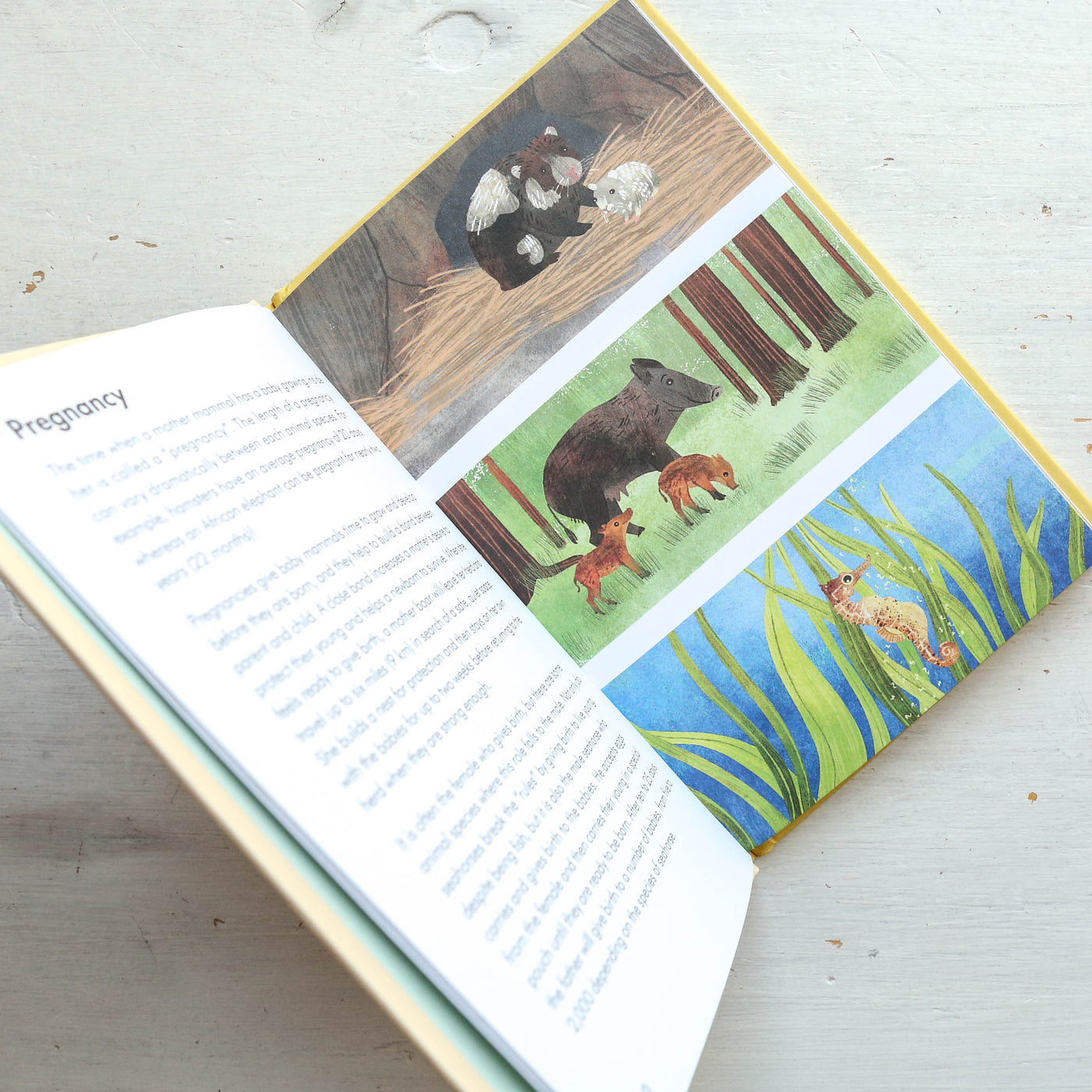Baby Animals - A Ladybird Book