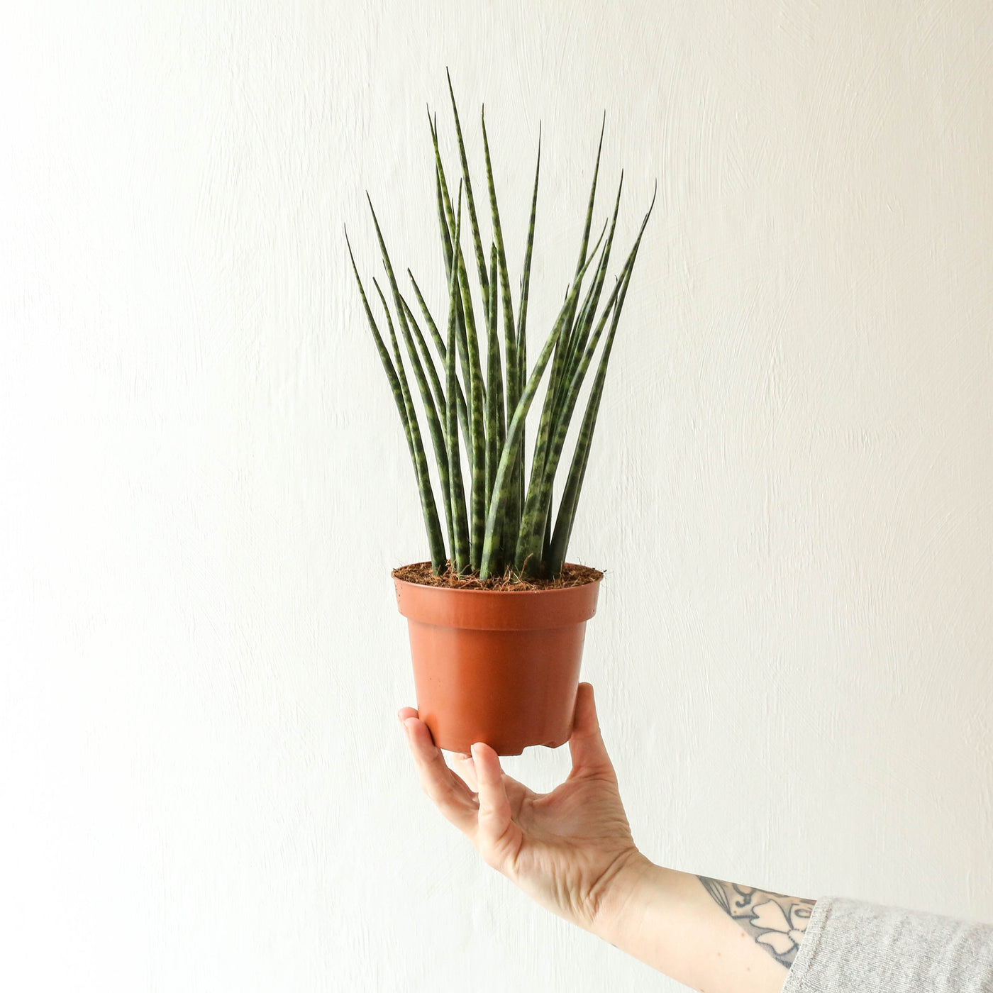 Sansevieria Bacularis Mikado 'Snake Plant'