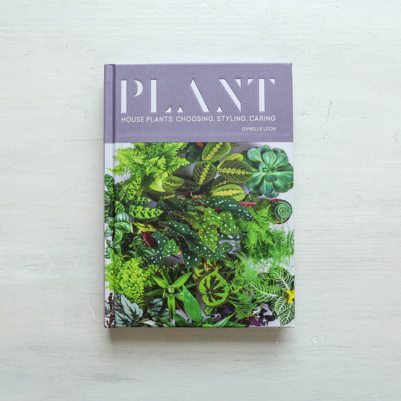 Plant : House plants: choosing, styling, caring