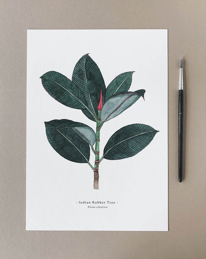 Ficus Elastica A4 Print by Katrina Sophia