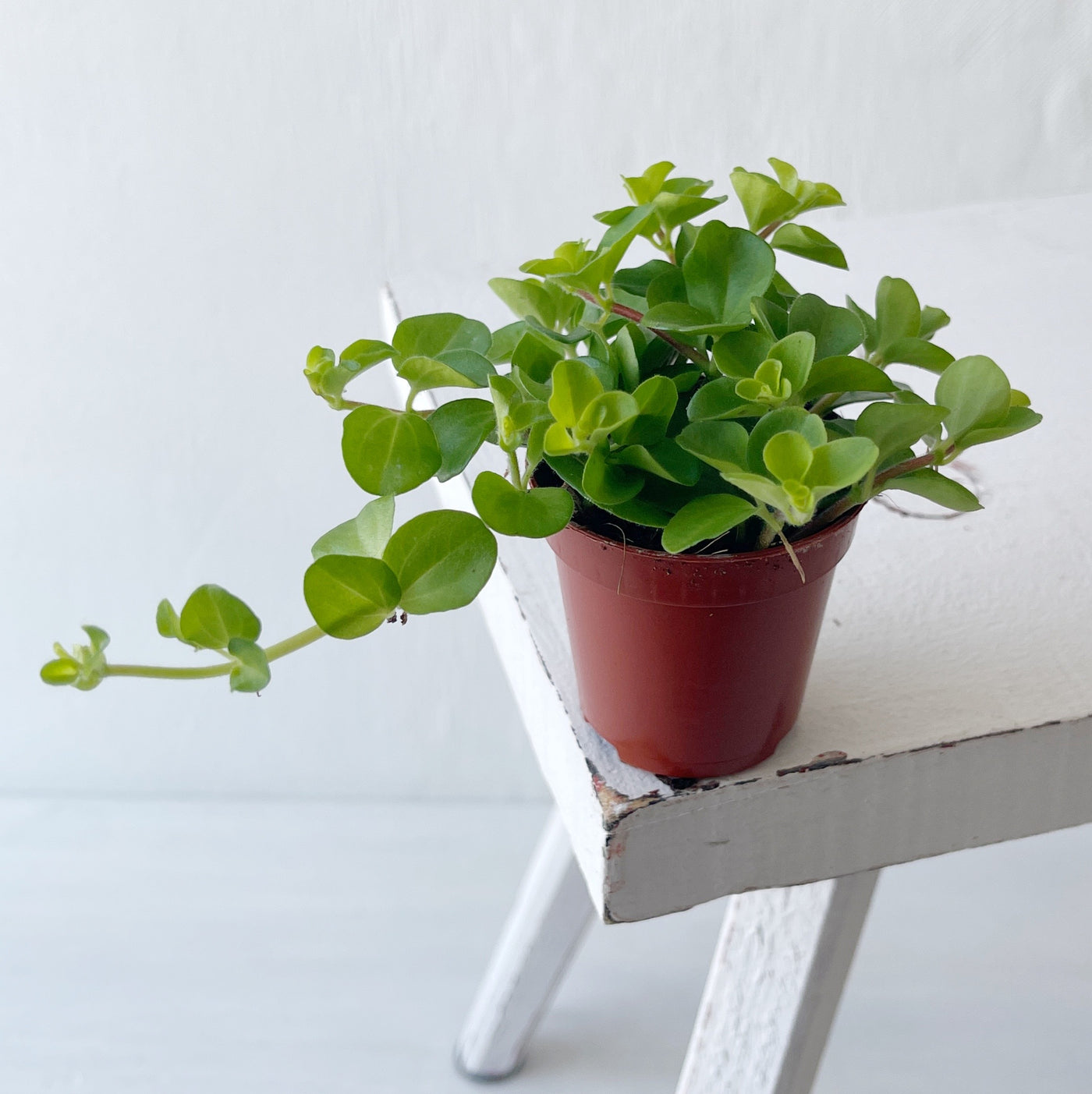 Small Peperomia 'Rotundifolia' - Trailing Jade Plant