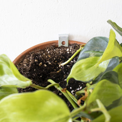 Clippy – Wall mounting kit for 5 plant pots