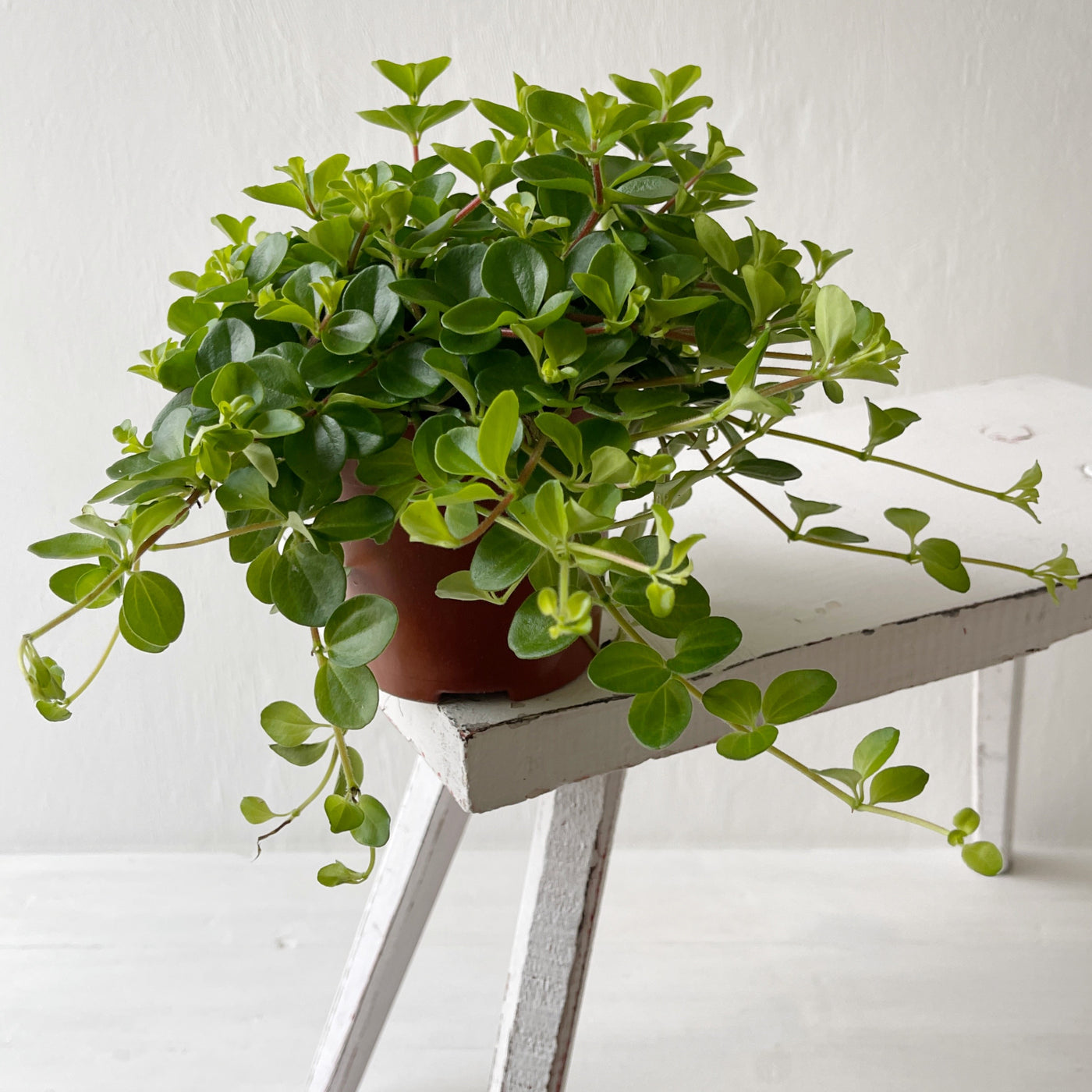 Medium Peperomia 'Rotundifolia' - Trailing Jade Plant