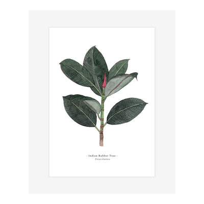Ficus Elastica A4 Print by Katrina Sophia