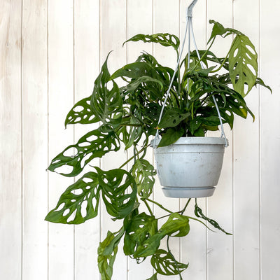 Hanging Monstera Obliqua - Monkey Mask Plant