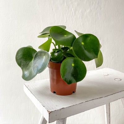 Medium Peperomia Polybotrya 'Raindrop'