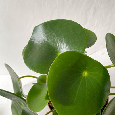Medium Peperomia Polybotrya 'Raindrop'