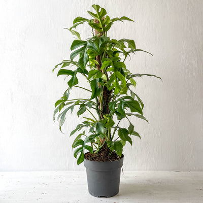 Large Philodendron Minima 'Mini Monstera' Trailed Up Moss Pole
