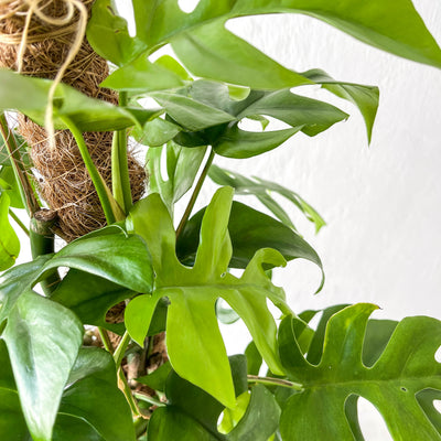 Large Philodendron Minima 'Mini Monstera' Trailed Up Moss Pole