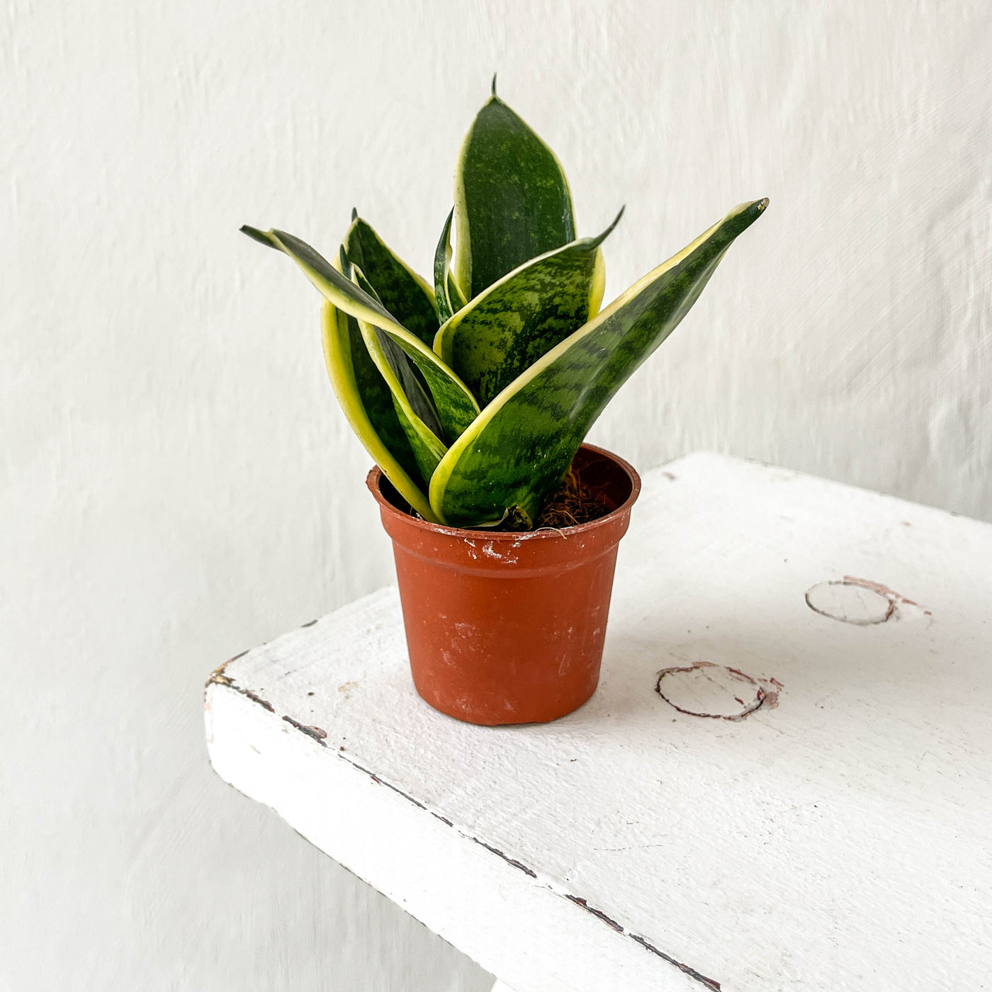 Mini Sansevieria Trifasciata Golden Hahnii 'Snake Plant'