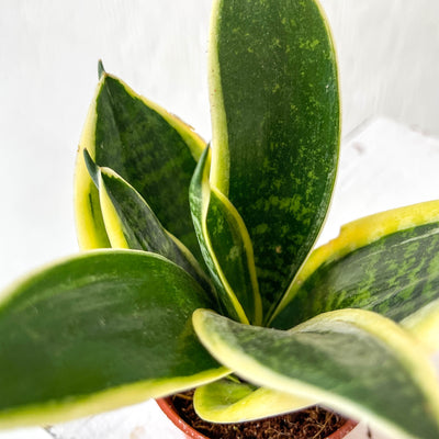 Mini Sansevieria Trifasciata Golden Hahnii 'Snake Plant'