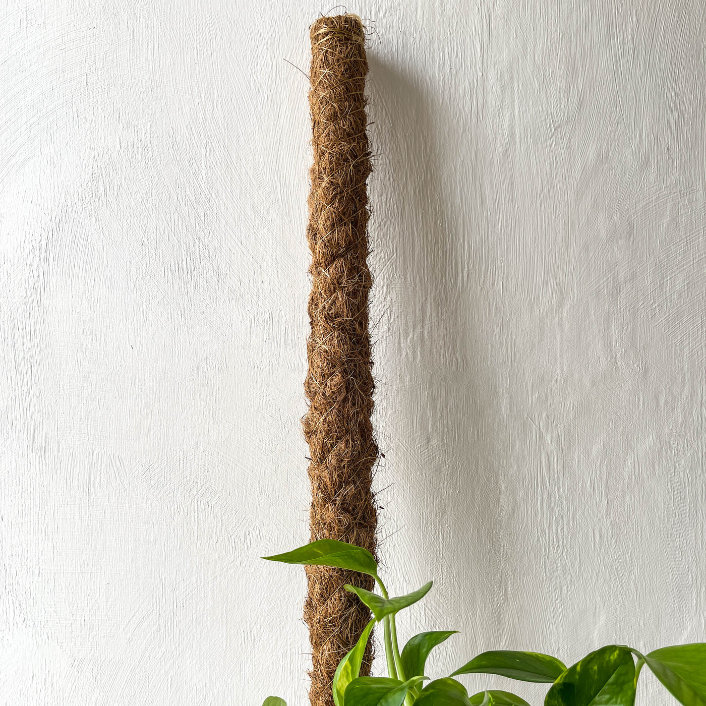 Moss Pole LOCAL PICK UP ONLY