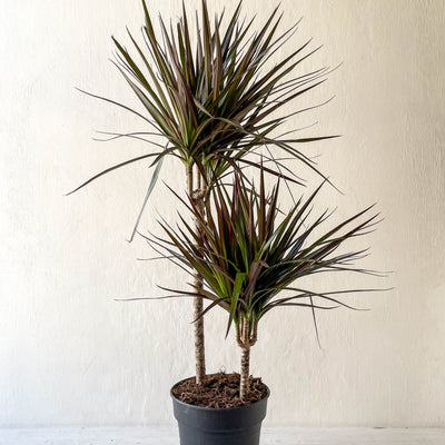 Medium Dracaena Magenta 'Dragon Tree'