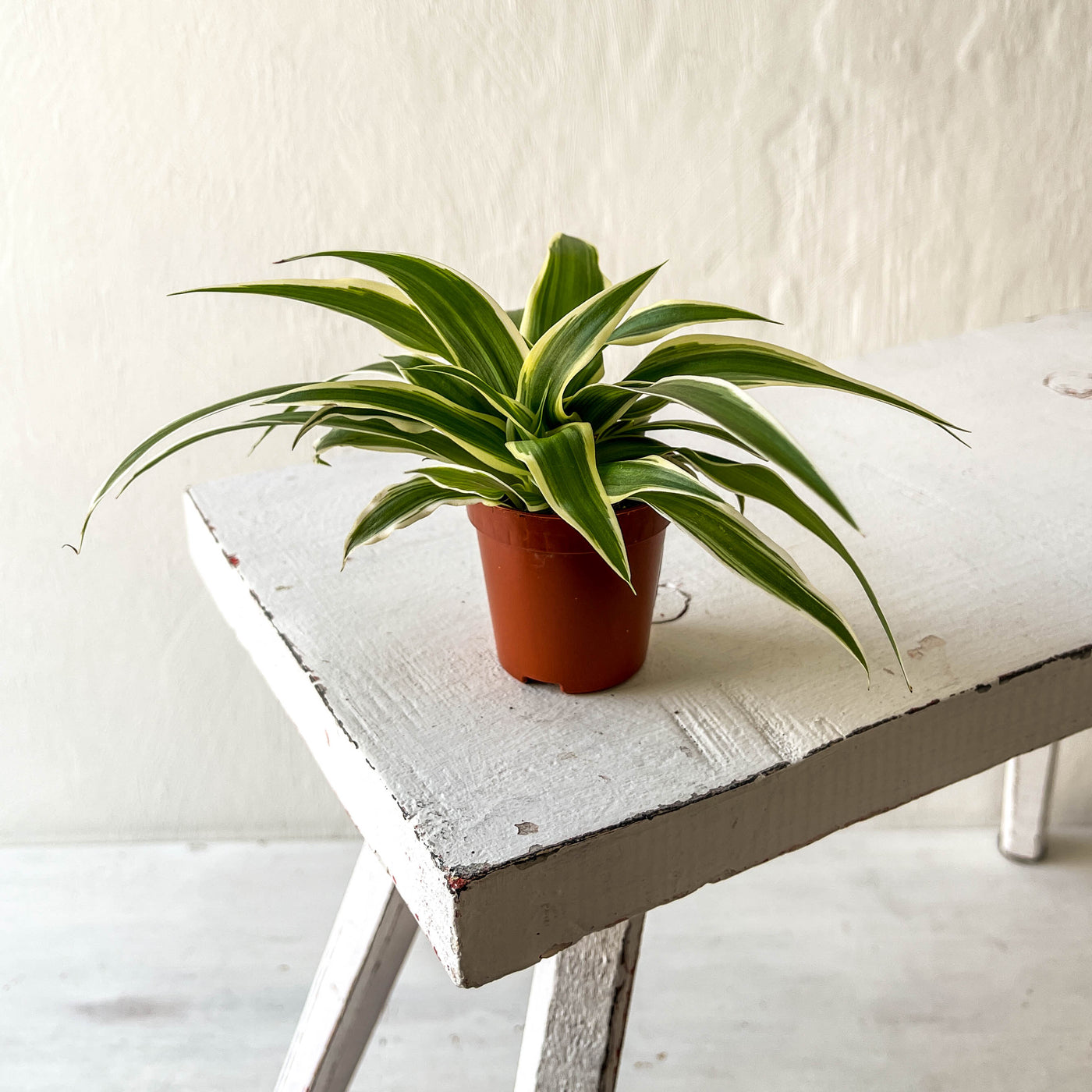 Mini Chlorophytum Comosum Ocean - Spider Plant